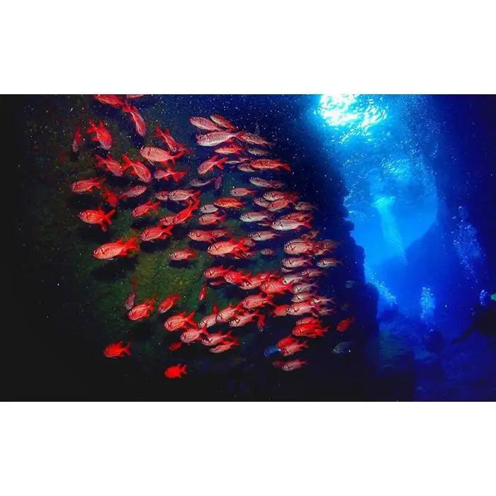 たっぷり海を満喫！熱帯魚パラダイス＆青の洞窟ボート体験ダイビング2名様