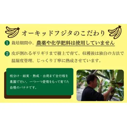 冷凍バナナ 1.5kg以上 約800g×2 国産 高知県産