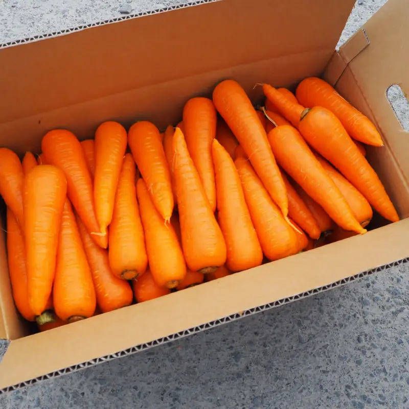 【予約：2026年8月下旬から順次発送】原谷農園の抗酸化にんじん 3kg ( 野菜 人参 農園 期間限定 ふるさと納税 )【058-0006-2026】