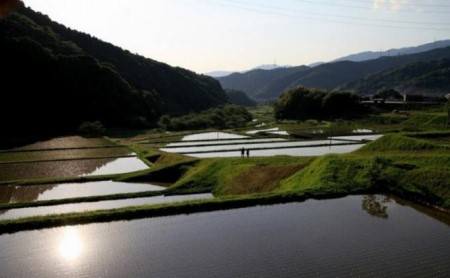 にこまる 特別栽培米 坂本自然農場 愛媛県産 にこまる【2kg】