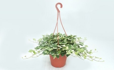 お楽しみ季節の鉢植え（大）