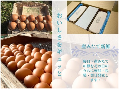 種子島 平飼い 産み立て たまご 夢まるガーデン 鶏卵 ×120個　NFN370【1000pt】