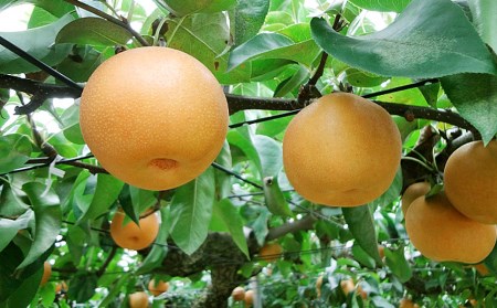 先行予約 和梨 新興 自家用 約5kg 令和8年 新潟県 小林農園