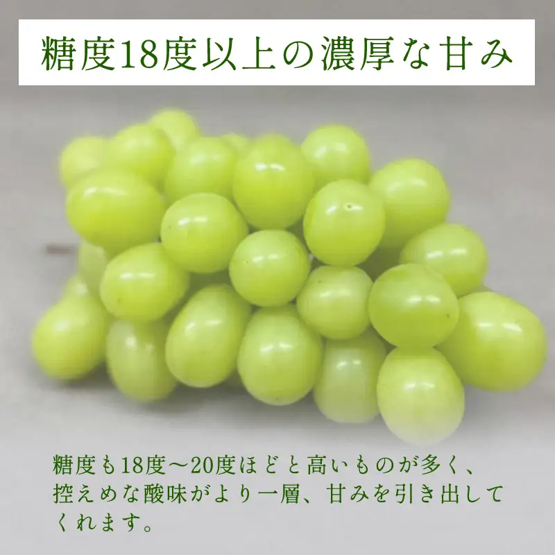 B-629 大粒大房シャインマスカット 1房（700g程度）