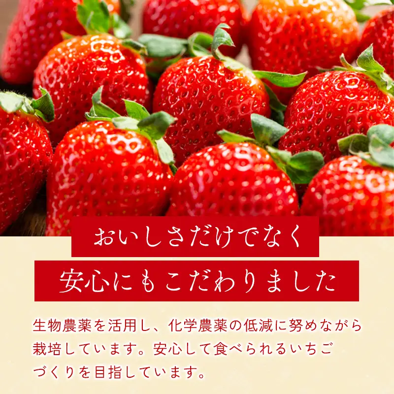 A-497 初物いちご（350g×2パック）