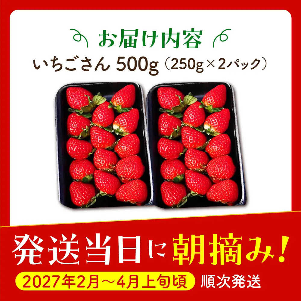 【先行予約】【2?4月発送】朝摘みいちご（いちごさん）500g（250g×2パック） [HAF021]くだもの 果物 フルーツ