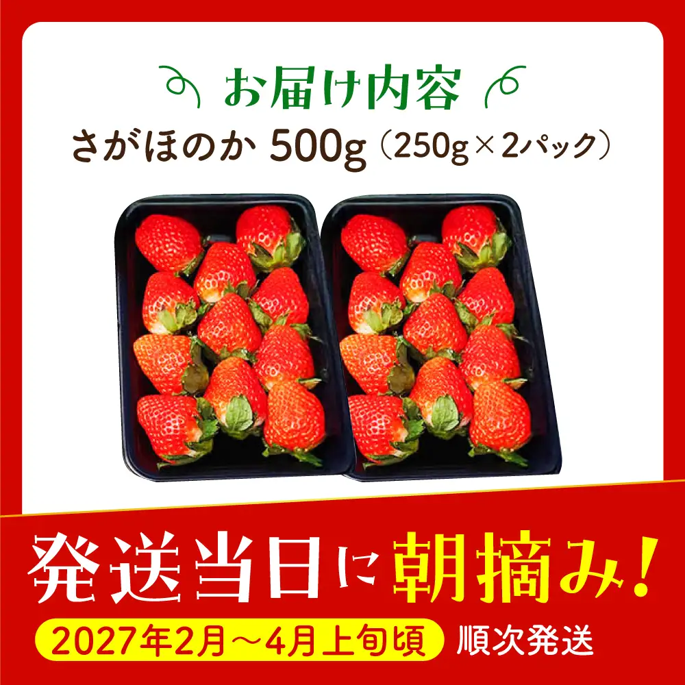 【先行予約】【2?4月発送】さがほのか250g×2 HAF022 いちご 果物 フルーツ いちご