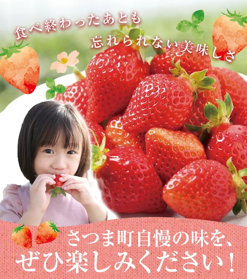 苺 いちご さつまおとめ 700g 北さつま農協《1月上旬-2月末頃出荷》