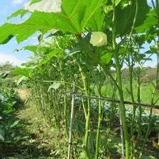 有機JAS認定農場からの那須高原のオーガニック野菜セット〔B-42〕| 旬の野菜 季節の野菜 詰め合わせ 有機肥料 サラダ