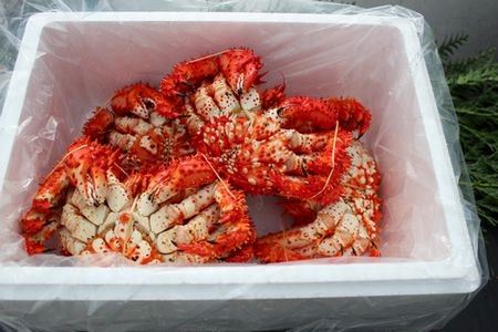 【北海道根室産】茹でたて花咲ガニ5～6尾(計1.6kg前後)(チルド便) A-57052