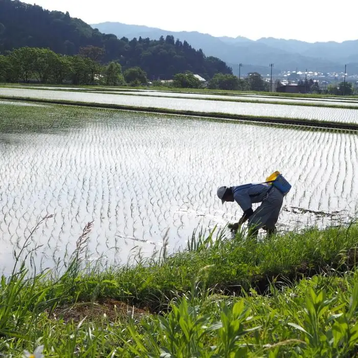 【令和8年＼新米／】南魚沼産こしひかり 精選玄米 30kg（10kg×3袋） ｜玄米