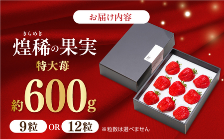 【先行予約】 煌稀の果実  特大 苺 約600g (9または12粒)  高知市春野町産 〈2027年1月中旬～2027年3月中旬頃発送〉 /  いちご イチゴ 果物 フルーツ 【森強のいちご農園】 [ATAS002]