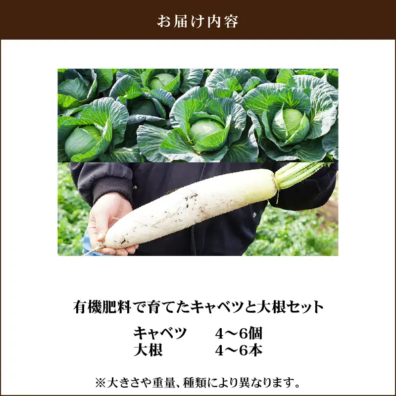 有機肥料 で 育てた キャベツ と 大根 セット M002-003 野菜 三浦野菜