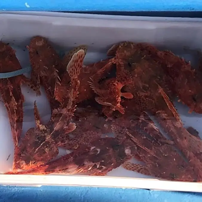 【つり船】三崎港 えいあん丸 貸切乗船 プラン【 手ぶら で 釣り船 】 （ 10名様 まで 乗船可能 ） M083-003 チケット 体験