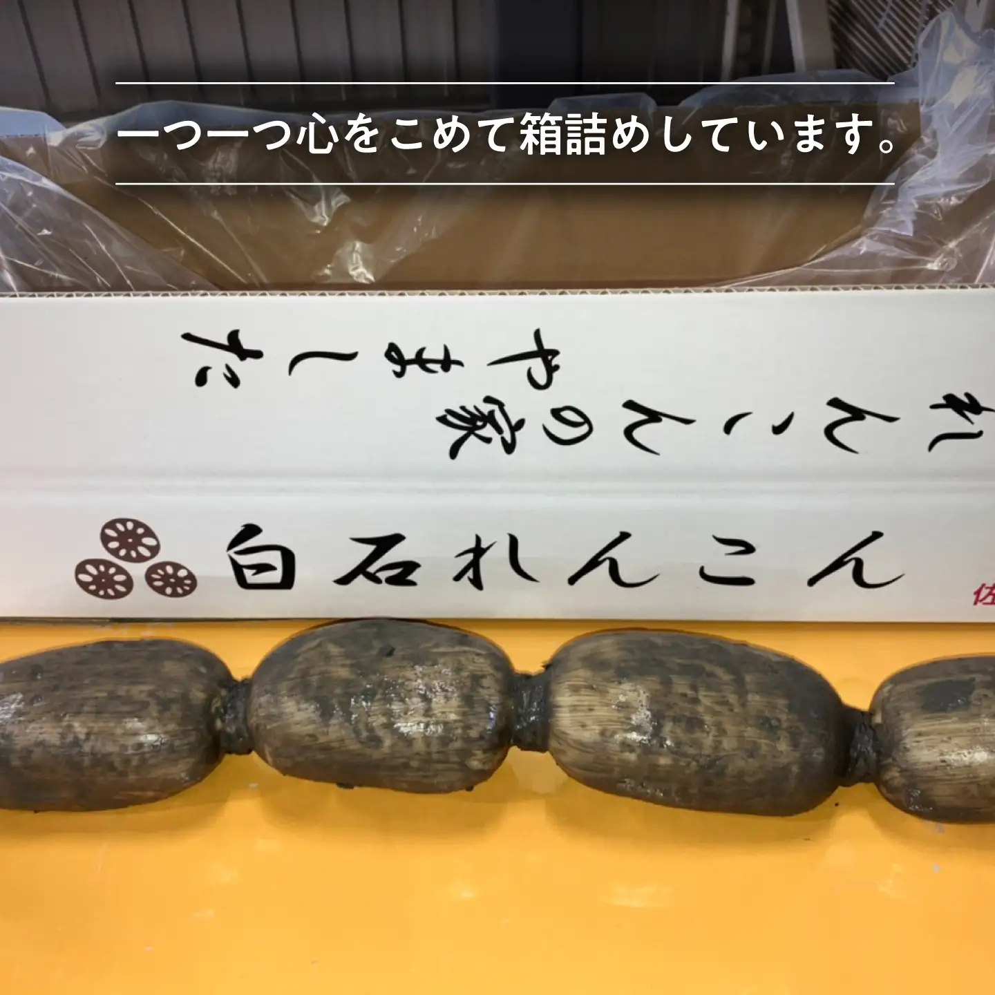 年末発送 泥付きれんこん 2kg  / れんこん 先行予約 [IAW004]