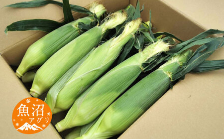 魚沼産 朝採り とうもろこし ゴールドラッシュ 15本～20本 野菜 新潟県産 夏野菜 バーベキュー おやつ 