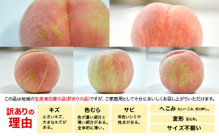 FYN9-554 ご家庭用 山形県産 川中島 白桃 5kg (12～18玉) 2026年8月下旬から順次発送 硬め 柔らかくなる 有袋 もも モモ 桃 フルーツ くだもの 果物 夏果実 家庭用 自宅用 お取り寄せ 期間限定 産地直送 山形県 西川町 月山