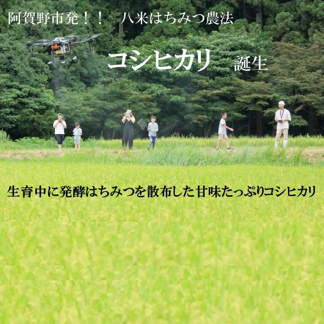 【令和7年産】【環境大臣賞受賞】【特別賞受賞】無洗米 コシヒカリ 10kg 農家直送 ほんのり甘い「はちみつ農法」 白米 精米 HACHIBEI 八米  1L08025
