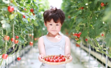 ハピトマ 12ヶ月定期便 機能性表示食品 わけあり ハピトマ
