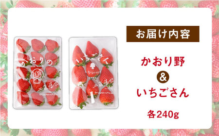 先行予約 2027年1月〜発送 赤いちご 食べ比べ！かおり野＆いちごさん 各240g 詰め合わせ（計480g） / いちご [IBJ006]