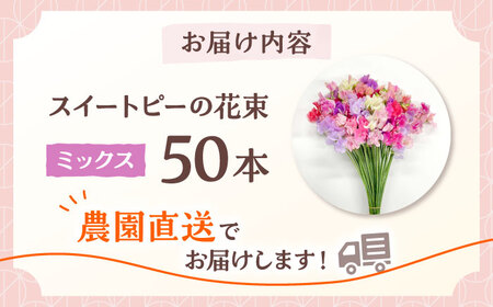 【先行予約 2026年12月～発送】スイートピー 花束 50本（ミックス） / 生花 [IBW001]