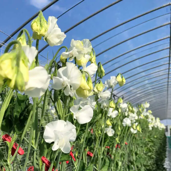 【先行予約 2027年1月～発送】 【3回定期便】スイートピー 花束 50本（ミックス） / 生花 [IBW006]