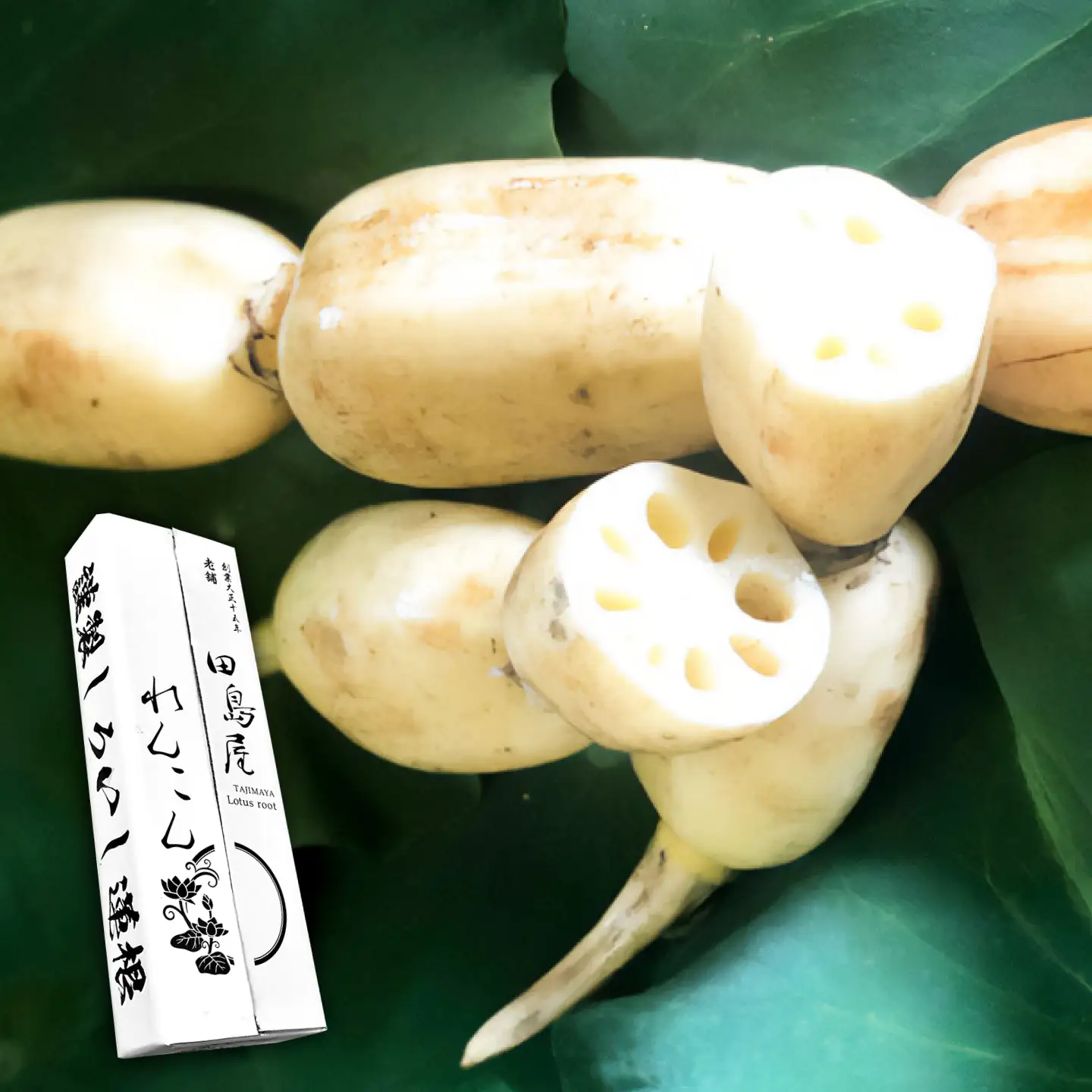 【2026年末発送/年内発送】れんこん（泥付き） 3kg れんこん