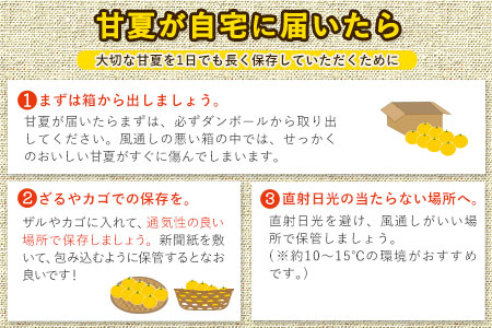 【2026年度先行予約分】みかん 好き必見 甘夏 熊本県産(津奈木町産含む) 甘夏 約 10kg (約18～40玉前後) 《2月中旬-4月末頃出荷》柑橘 大玉 ミカン フルーツ 旬 甘夏みかん 果物 訳あり 定期 でない