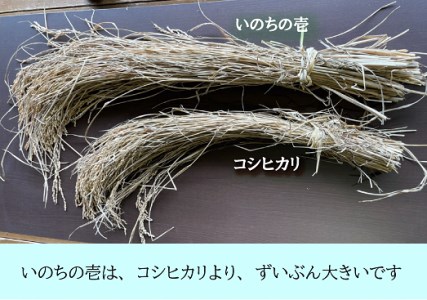 1117　三重県産いのちの壱「斎王米」5kg　コメ お米 5キロ 白米 ご飯 伊勢市産 伊勢志摩 精米発送 粘りが強い 甘味 旨味 お弁当 おにぎり 冷めてもおいしい 米粒が大きい 下村農園