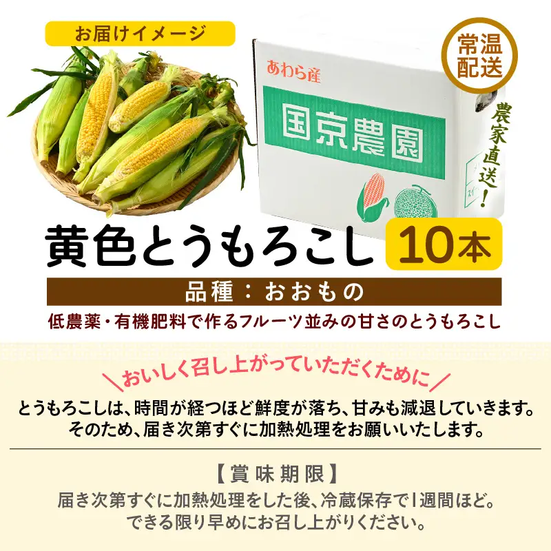 【先行予約】朝採り スイートコーン 黄色 計10本 おおもの ／ ハウス栽培 低農薬 有機肥料 フルーツ並みの甘さ 甘い とうもろこし 野菜 あわら ※2026年10月上旬より順次発送 [aw067-a003]