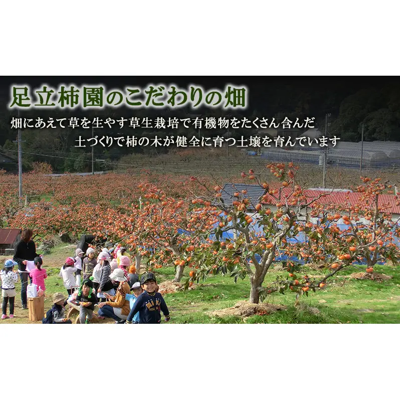 【2026年11月中旬より順次発送】【幻の柿】次郎柿ワケあり（小キズあり）3kg 12個入り 果物 フルーツ かき 冬の味覚 産地直送 静岡県産 浜松市産 