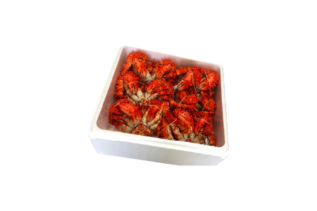 【北海道根室産】花咲かに500～650g×6尾 D-30043