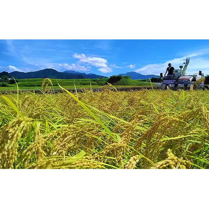 【令和8年産 先行予約】生産者直送！魚沼産コシヒカリ 雪里米（ふるさとまい）精米 6kg（3kg×2） お米 ライス ご飯 主食 新潟県産 産地直送 