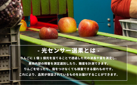 【 感謝りんご / 光センサー選別品 】 りんご シナノスイート 訳あり 10kg （ 24玉 〜 50玉 ） 交換保証 ながの農業協同組合 2026年10月上旬頃から2026年11月上旬頃まで順次発送予定 令和8年度収穫分 傷 不揃い リンゴ 林檎 果物 フルーツ 信州 長野  予約 長野県 飯綱町 [1206]