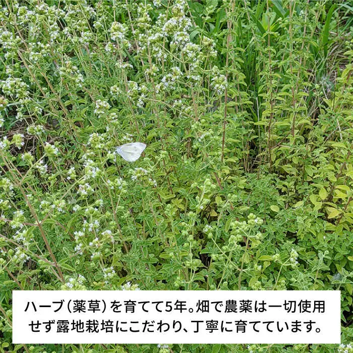 オリジナルハーブソルト 2点セット  糸島市 / 糸島ハーブ・薬香農園 コア・ファーム しお ハーブ 調味料 [AJC004]