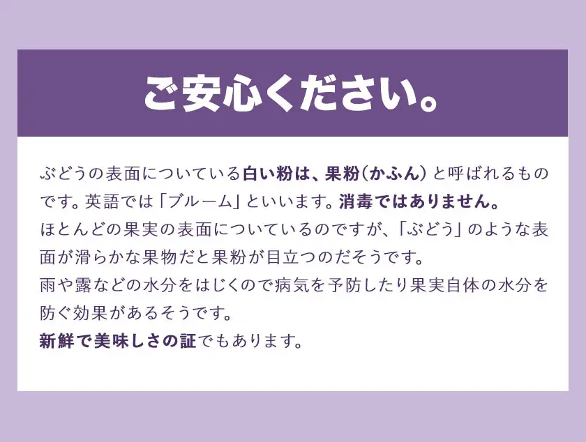 【先行予約】巨峰 ぶどう 2kg (約4〜5房)  受付 《8月中旬-9月下旬頃出荷》 フルーツ 種あり 巨峰
