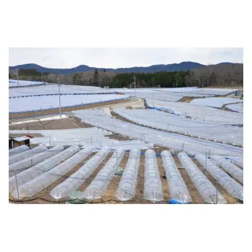 ピオーネ 約1.6kg 4房 岡山県新見市 【 先行予約 2026年9月中旬～10月上旬発送】