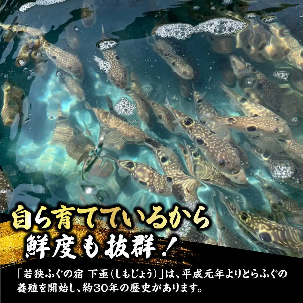 若狭ふぐ・マハタ　料理付ペア宿泊券(一泊二食付き)  小浜市 / 若狭ふぐの宿 下亟 [BFAF004]