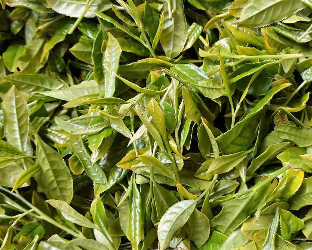 お茶 宝箱のまつえ有機ほうじ茶 島根県松江市/有限会社宝箱[ALBI012] お茶 お茶