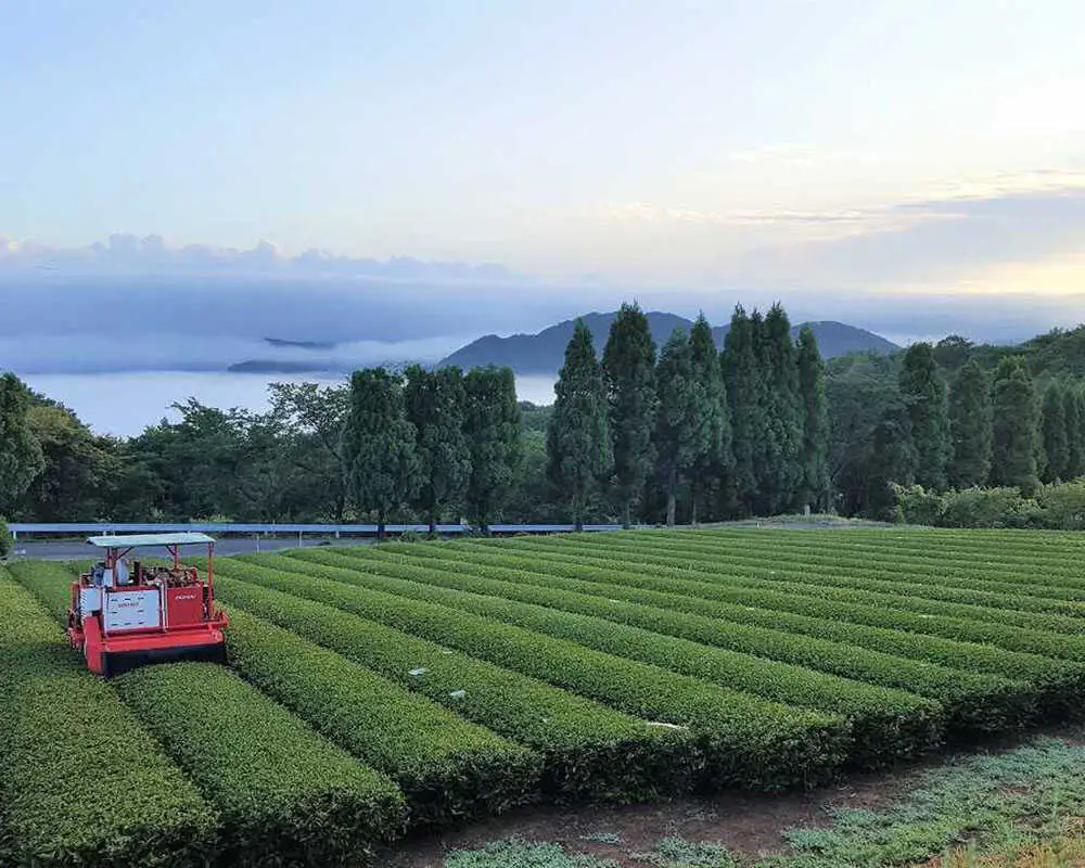 お茶 宝箱の有機三年番茶（3袋） 島根県松江市/有限会社宝箱[ALBI010] お茶 お茶