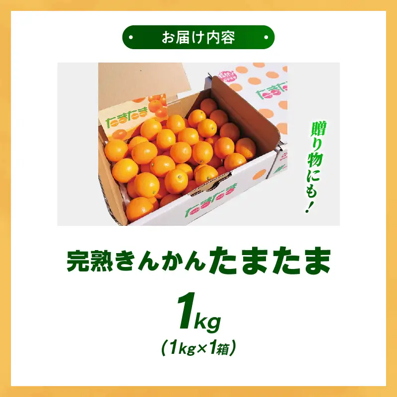 【先行予約】完熟きんかん「たまたま」1kg 果物 フルーツ くだもの 柑橘 金柑 おすすめ ブランド ギフト 贈り物 贈答 プレゼント おすそ分け おやつ スイーツ デザート 大きい 糖度が高い 常温 産地直送 宮崎県 綾町 送料無料【JA綾町】_A0114-256