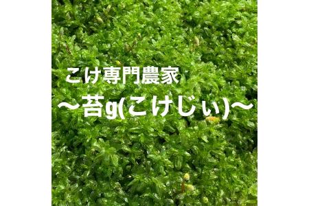 123-1　苔テラリウム ジャングル