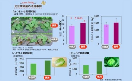 光合成細菌 「くまレッド」（500cc×3個） 球磨焼酎粕使用