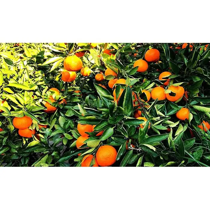 ［先行予約］小粒みかん2kg　高糖度！みかんの里！［SmileFruitみかんキング厳選］2026年10月下旬以降順次発送