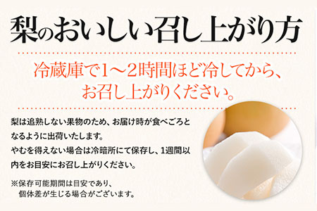 大渕観光梨園 梨 完熟梨 ( あきづき 新高梨 新興梨 のいずれか) フルーツ 果物 旬 期間限定 梨 約2.5～3kg (5～8玉) 熊本県長洲町産 《9月上旬-12月中旬頃出荷》