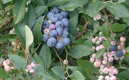 ＜有機JAS認定＞ 冷凍ブルーベリー (1kg) ブルーベリー JAS認定 農薬不使用 有機栽培 冷凍 フルーツベリー くだもの 果物 食品 F20E-848