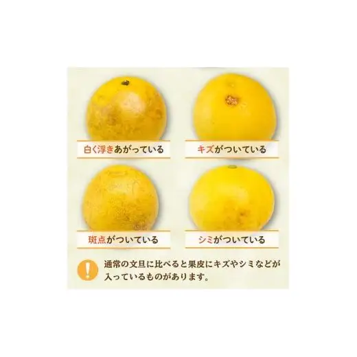  文旦 秀品 5kg 先行予約