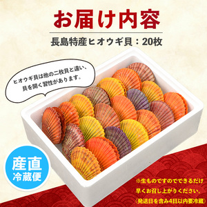 ＜先行受付＞長島特産！ヒオウギ貝(20個)【口之福浦ヒオウギ貝出荷グループ】 kuchi-7189
