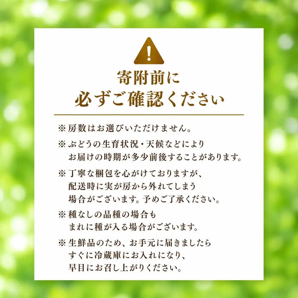 【数量限定マスカット】朝どれ！「シャインマスカット1.5kg(2～3房)」◆アダチ観光農園直送の絶品ぶどう◆ぶどう ブドウ 葡萄 マスカット シャインマスカット 種無し 種なし 皮ごと 皮ごと食べられるぶどう 果物 フルーツ 産地直送 期間限定 兵庫県 朝来市 AS2CF1