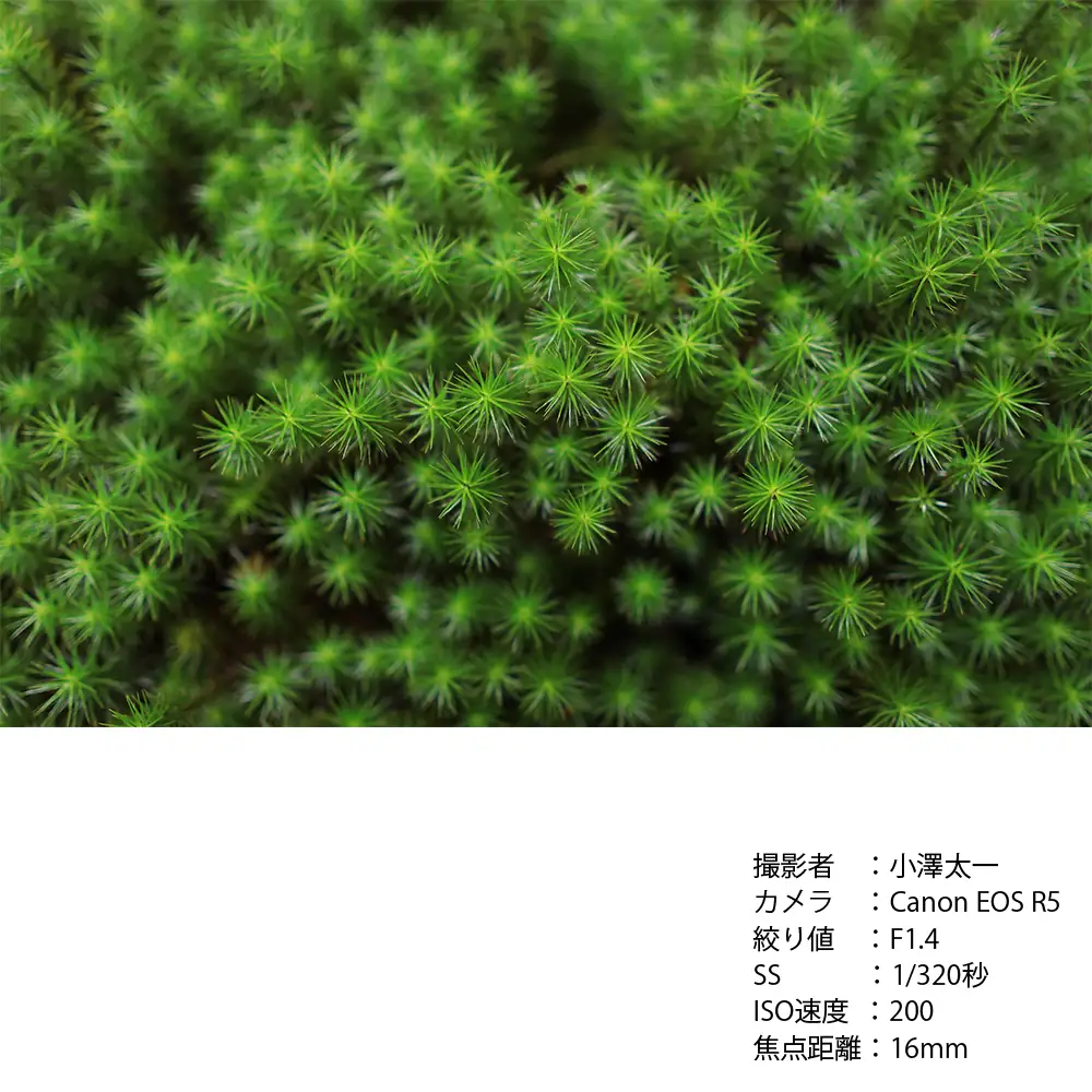 SIGMA 16mm F1.4 DC DN | Contemporary【キヤノンEF-Mマウント】カメラ　レンズ　家電
